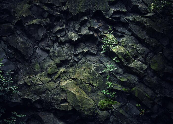 Plant On Rock Wall Greeting Card featuring the photograph Green by Zoltan Toth