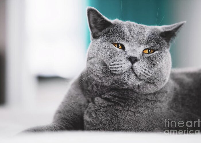 Pet Greeting Card featuring the photograph Grey cat laying on a bed. Funny face by Michal Bednarek