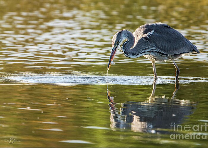 Grey Heron Greeting Card featuring the photograph Grey Herons Catch by Torbjorn Swenelius