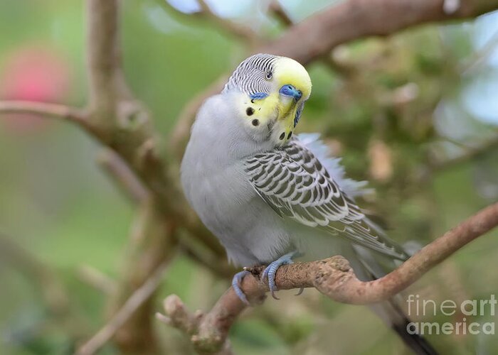 Budgerigar Greeting Card featuring the photograph Grey Male Budgerigar by Olga Hamilton