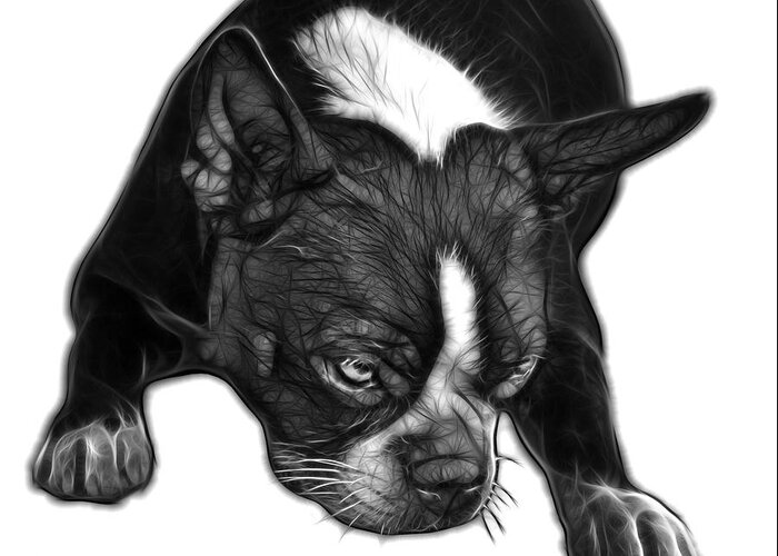 Boston Terrier Greeting Card featuring the mixed media Greyscale Boston Terrier Art - 8384 - WB by James Ahn