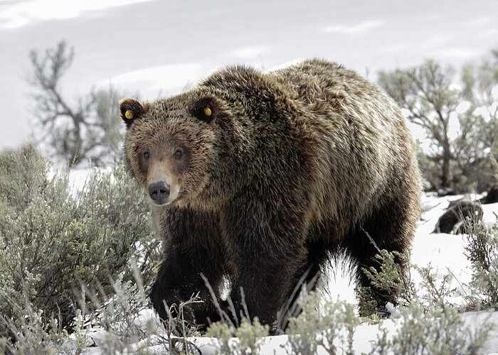 Grizzly Greeting Card featuring the photograph Griz 610 by Ronnie And Frances Howard