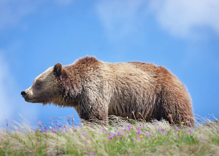 Mark Miller Photos Greeting Card featuring the photograph Grizzly and Blue Sky by Mark Miller
