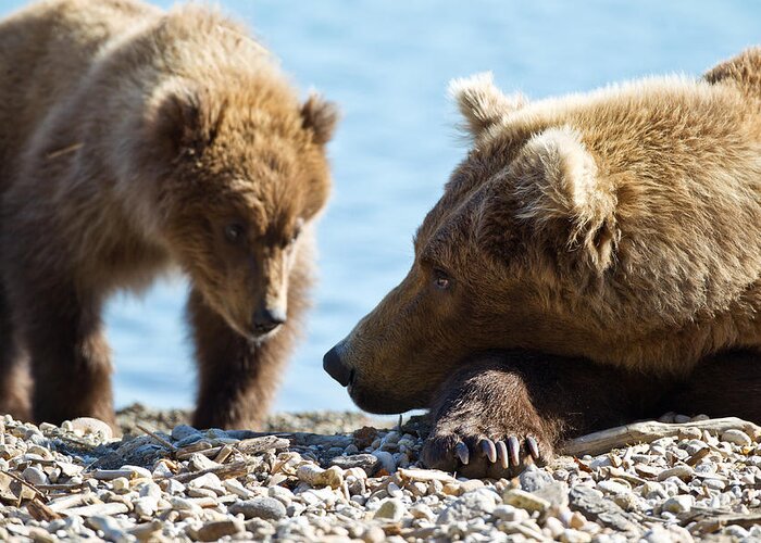 Grizzly Bear Greeting Card featuring the photograph Grizzly and Cub by Brandon Broderick