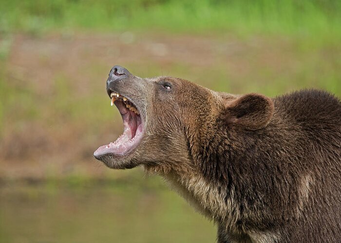 Grizzly Greeting Card featuring the photograph Grizzly Bear Growl by Jack Nevitt