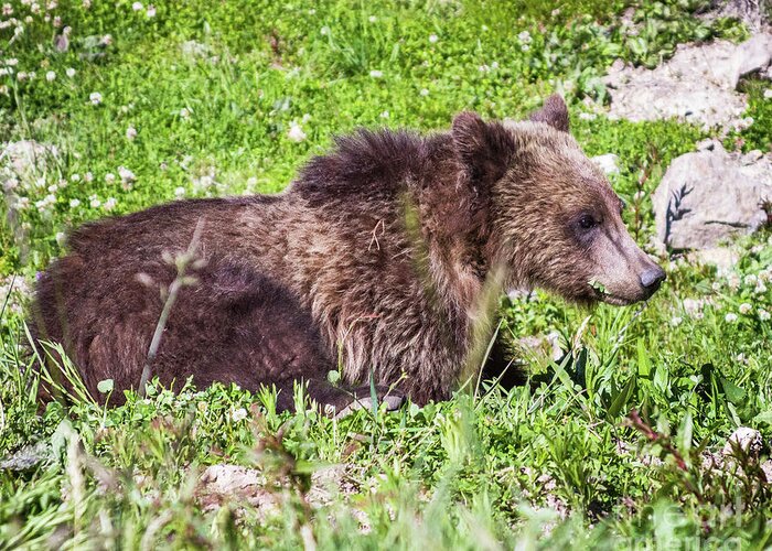 Grass Greeting Card featuring the photograph Grizzly Cub by Brandon Bonafede