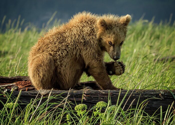 Grizzly Greeting Card featuring the photograph Grizzly Cub near river's edge by Steven Upton