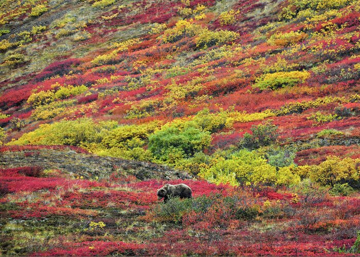Denali National Park Greeting Card featuring the photograph Grizzly Feast - Denali National Park - Alaska by Bruce Friedman