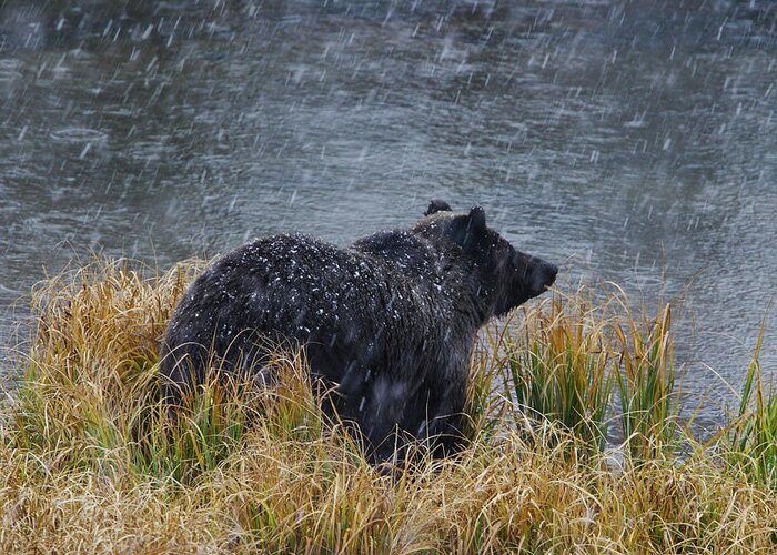 Grizzly Greeting Card featuring the photograph Grizzly in Falling Snow by Mark Miller