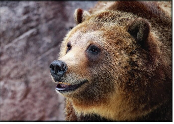 Grizzly Bears Greeting Card featuring the photograph Grizzly Smile by Elaine Malott