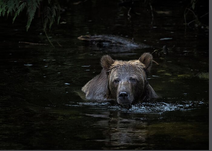 Grizzly Bear Greeting Card featuring the photograph Grizzly Swimmer by Randy Hall