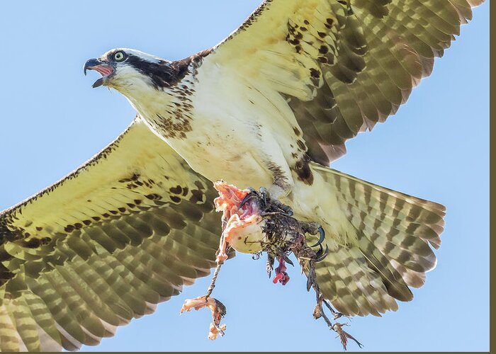 Osprey Greeting Card featuring the photograph Gross meal by Ian Sempowski