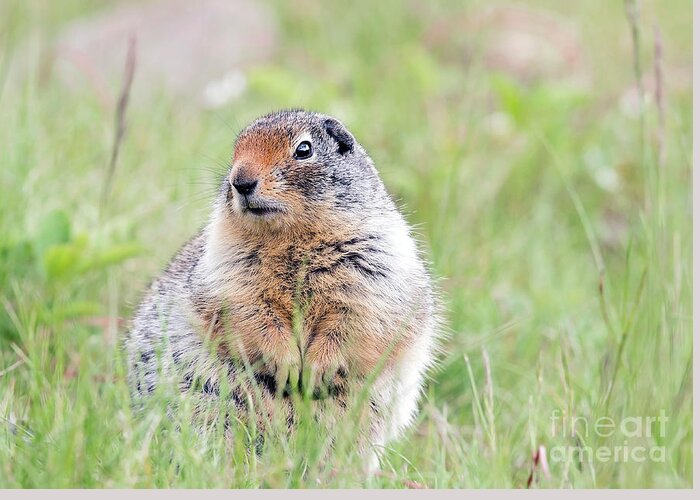 Ground Hog Greeting Card featuring the photograph Ground Hog by Shannon Carson