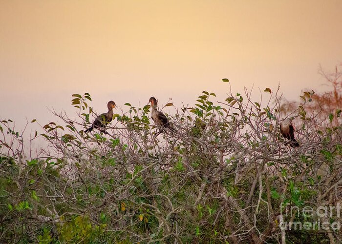 Animal Greeting Card featuring the photograph Group of Cormorants in the Sunset by Amanda Mohler