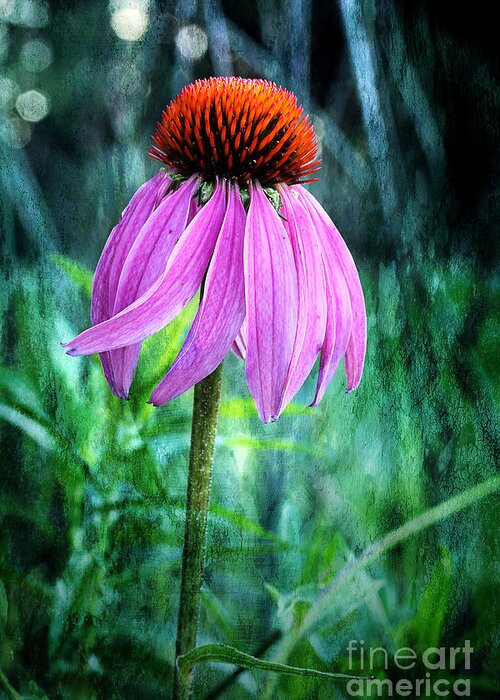 Pink Coneflower Greeting Card featuring the photograph Growing Wild And Free by Michael Eingle