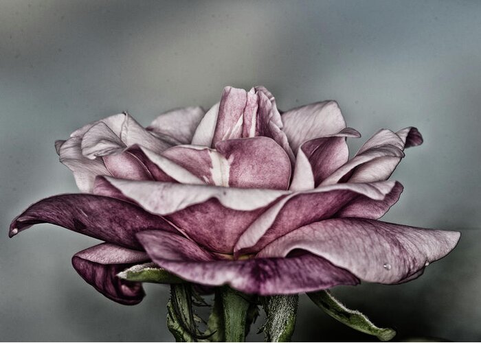 Rose Greeting Card featuring the photograph Grungy Rose by Artful Imagery