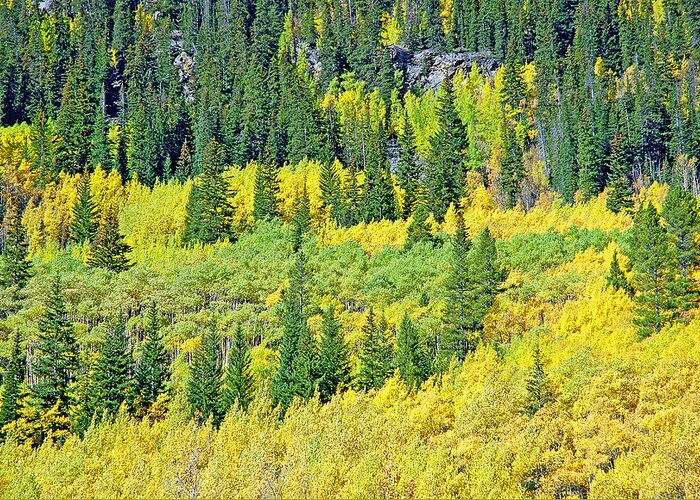 Guanella Pass Greeting Card featuring the photograph Guanella Pass Study 3 by Robert Meyers-Lussier