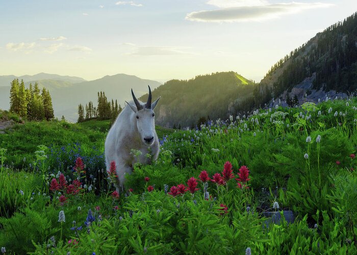  Greeting Card featuring the photograph Guardian of Timpanogos by Dustin LeFevre