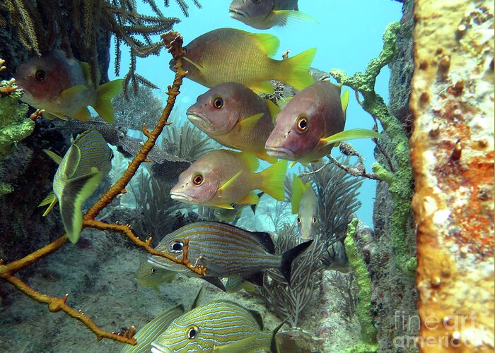 Underwater Greeting Card featuring the photograph Guardians of the Benwood by Daryl Duda