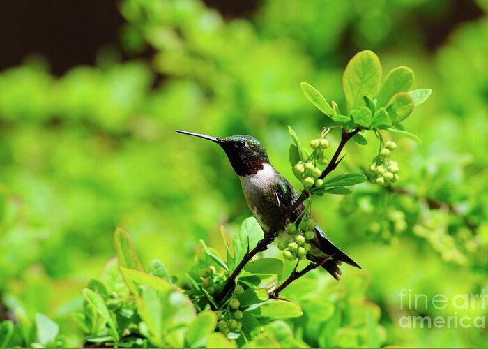 Hummingbird Greeting Card featuring the photograph Guarding His Space by Sandra Updyke