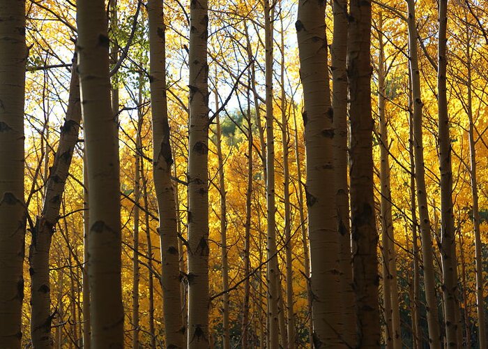 Aspen Foliage Greeting Card featuring the photograph Guarding the Gold by Tammy Pool