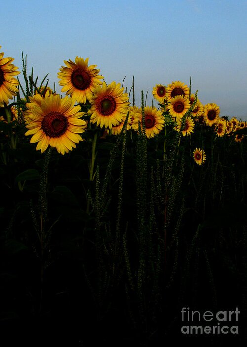 Sunflowers Greeting Card featuring the photograph Guide me by Amanda Barcon