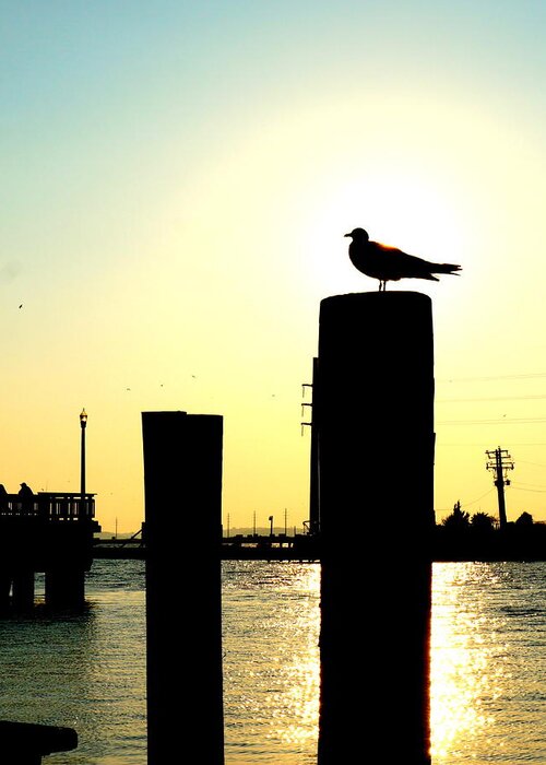 Seascape Greeting Card featuring the photograph Gull at Sunset Eastern Shore St Michaels MD by Katy Hawk