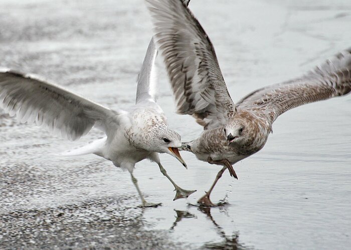Wildlife Greeting Card featuring the photograph Gull Dispute by William Selander