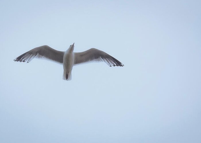 Nature Greeting Card featuring the photograph Gull Flight by Michael Friedman