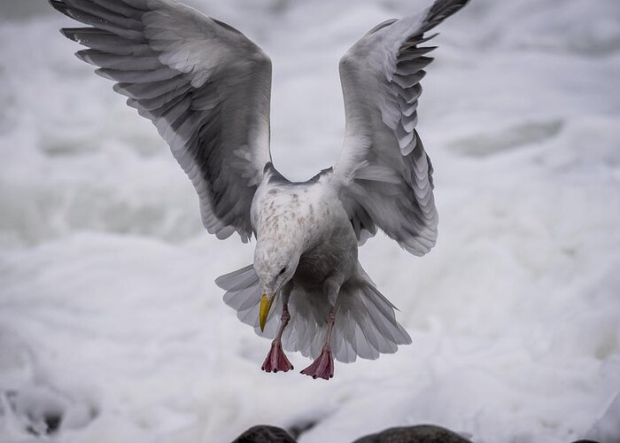 Action Greeting Card featuring the photograph Gull Landing by Robert Potts