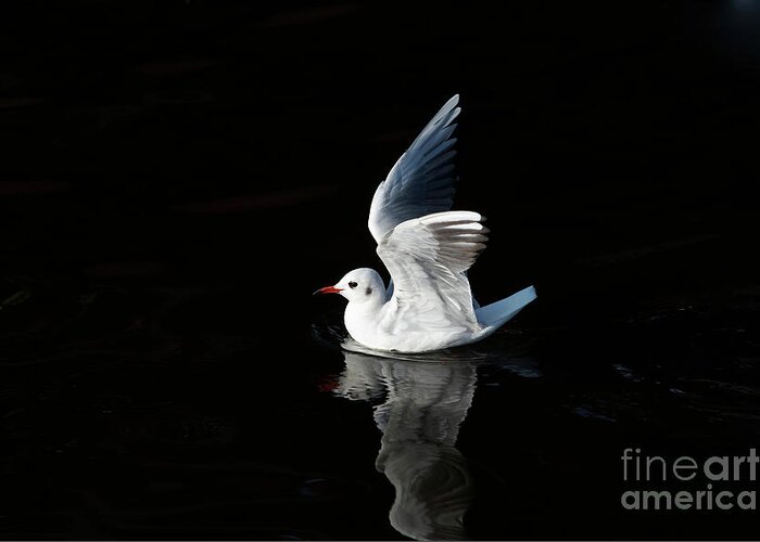 Floating Greeting Card featuring the photograph Gull on the water by Michal Boubin