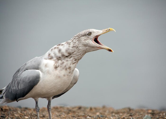 Gull Singer Greeting Card featuring the photograph Gull SInger by Karol Livote