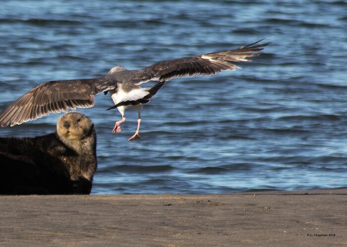 Gull Greeting Card featuring the photograph Gull with Sea Otter Photobomb by Lora Lee Chapman