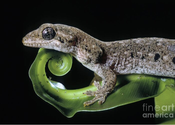 Guppy's Gecko Greeting Card featuring the photograph Guppys Gecko by Michael McCoy