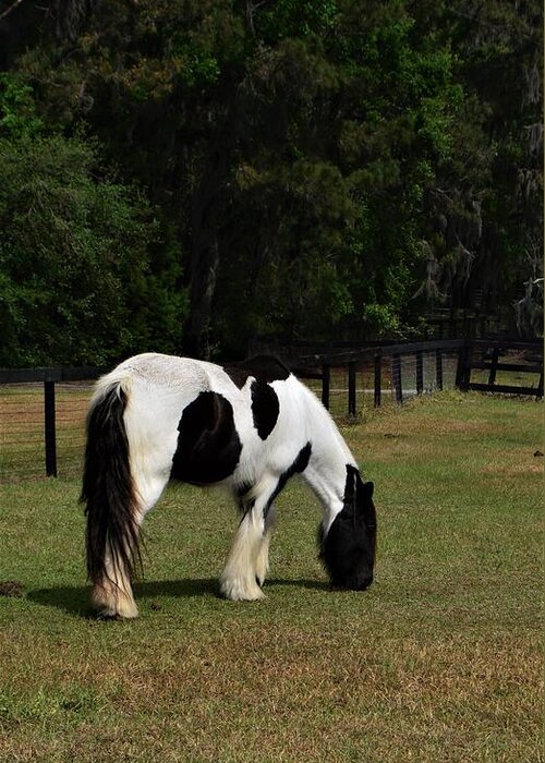 Gypsy Vanner Horse 2 Greeting Card featuring the photograph Gypsy Vanner Horse 2 by Warren Thompson