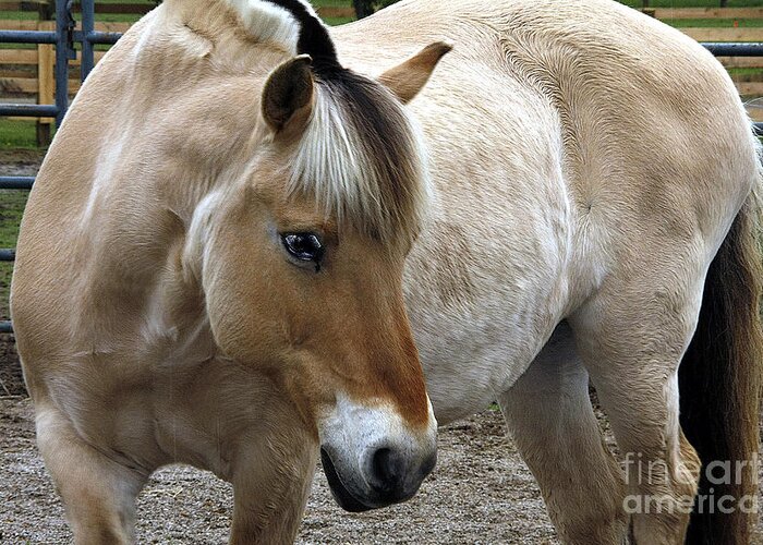 Horses Greeting Card featuring the photograph h1 by Tom Griffithe