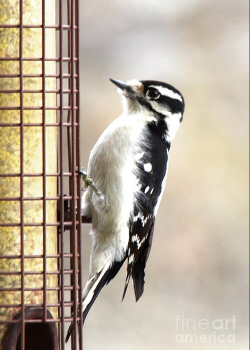 Hairy Woodpecker Greeting Card featuring the photograph Hairy Woodpecker by Cindy Schneider