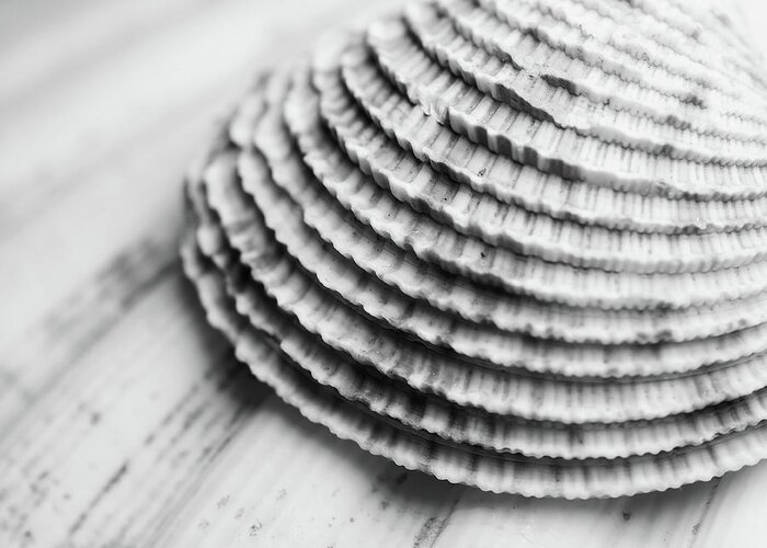 Seashell Greeting Card featuring the photograph Half Shell by Tom Druin