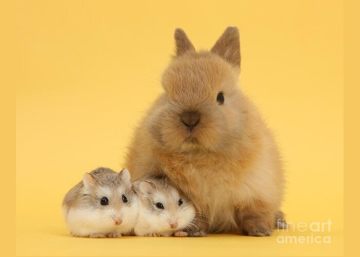 Roborovski Hamsters Greeting Card featuring the photograph Hammies and Easter Bunny by Warren Photographic