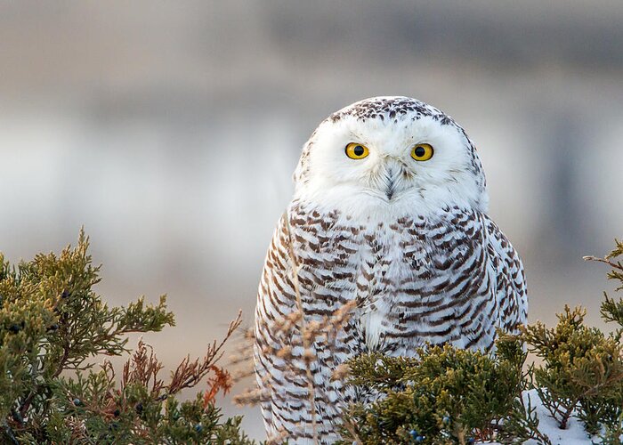 Owl Greeting Card featuring the photograph Hampton Beach NH Snowy Owl by John Vose