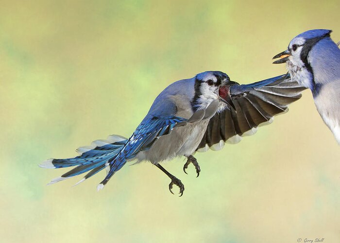 Nature Greeting Card featuring the photograph Speak Beak by Gerry Sibell