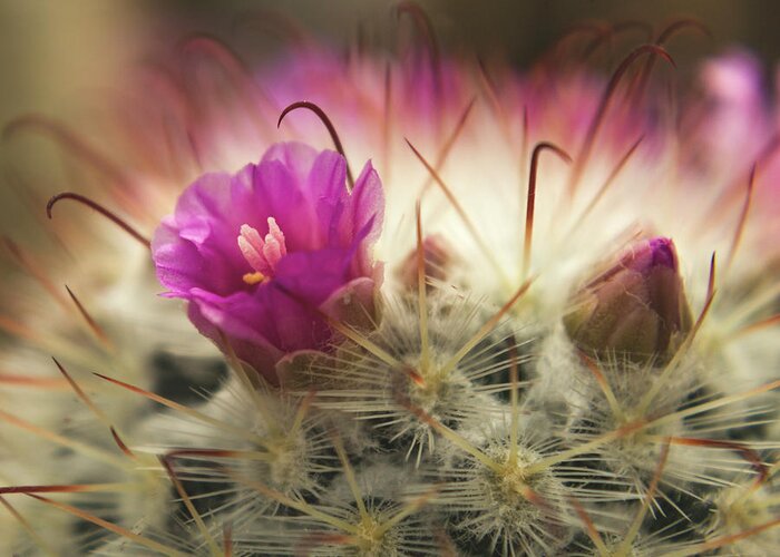 Cactus Greeting Card featuring the photograph Handle with Care by Holly Ross