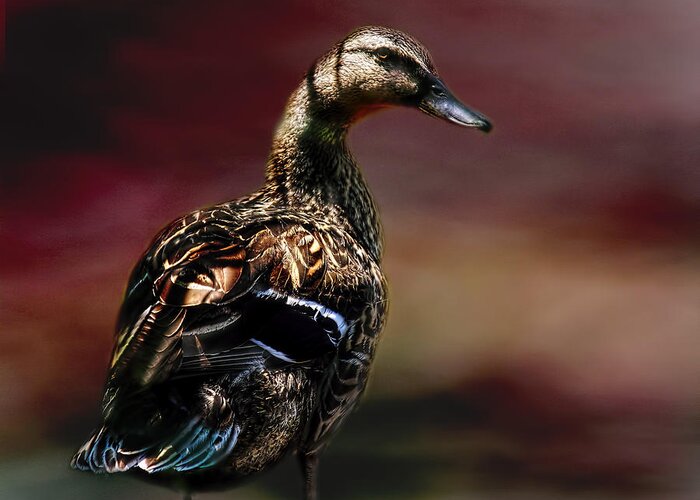 Duck Greeting Card featuring the photograph Handsome Duck by Joan Bertucci