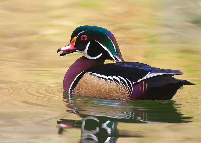 Wood Duck Greeting Card featuring the photograph Handsome Wood Duck by Ram Vasudev