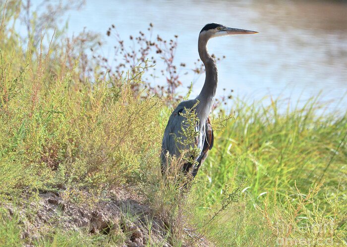 Blue Heron Greeting Card featuring the photograph Hank the Blue Heron by Debby Pueschel