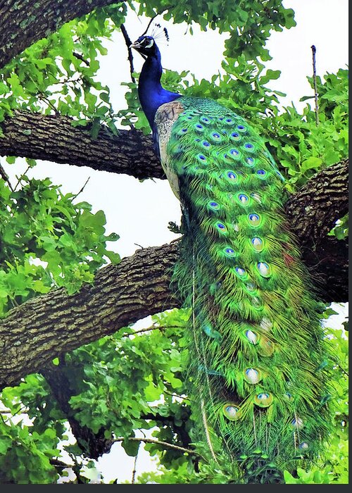 Peacock Greeting Card featuring the photograph Happily Perching by Doris Aguirre