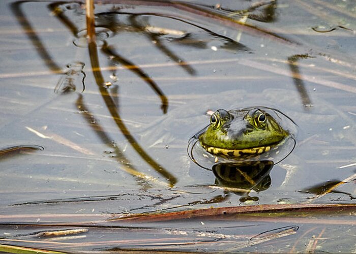 Bullfrog Greeting Card featuring the photograph Happy As aFrog by David Kay