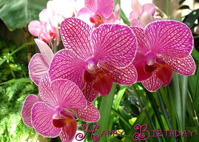 Orchids on Pink Happy Birthday Card - Little Love Press