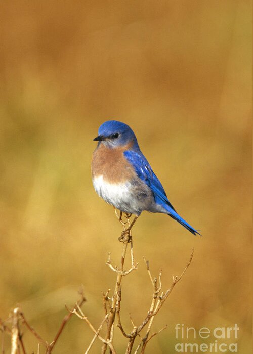 Bird Greeting Card featuring the photograph Happy Blue Bird by John Harmon