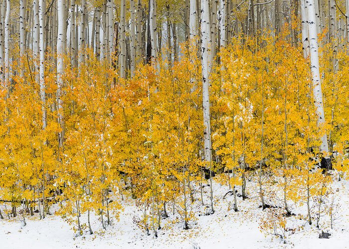 Snow Greeting Card featuring the photograph Happy Fall by Chuck Jason